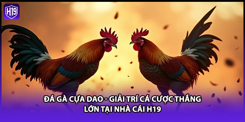 Đá gà cựa dao