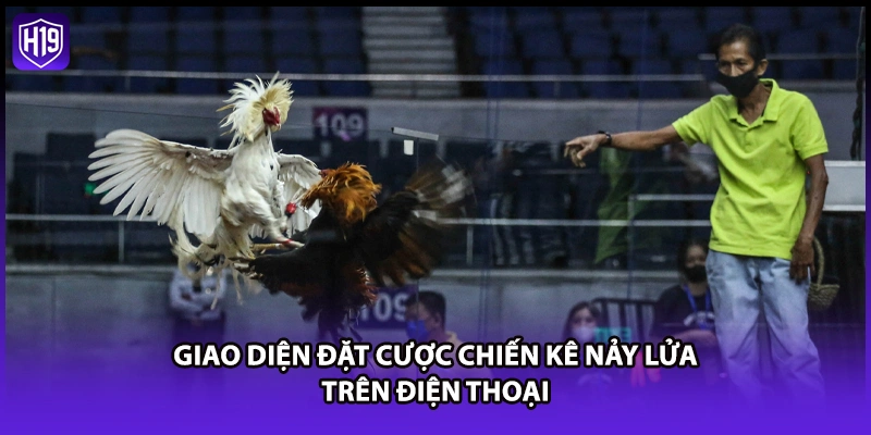 Giao diện đặt cược chiến kê nảy lửa trên điện thoại