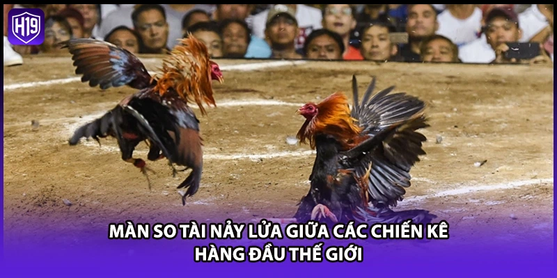Màn so tài nảy lửa giữa các chiến kê hàng đầu thế giới