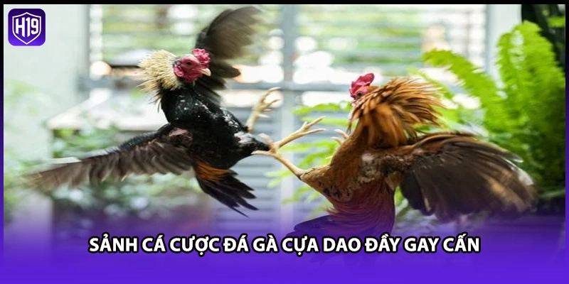 Sảnh cá cược đá gà cựa dao đầy gay cấn