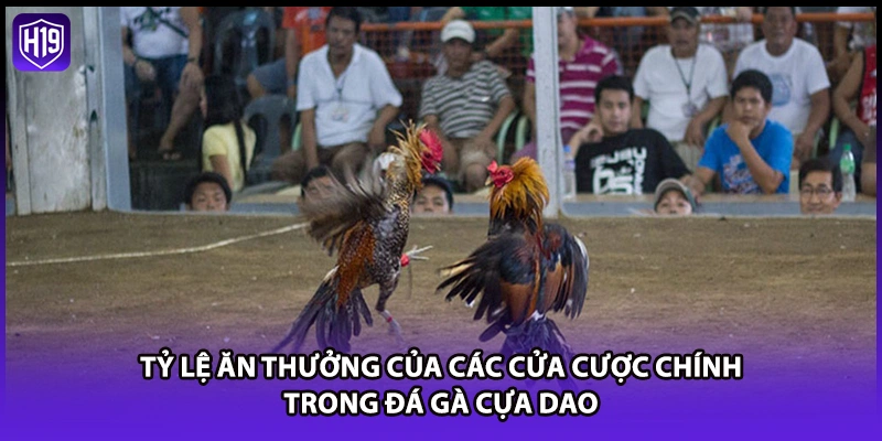 Tỷ lệ ăn thưởng của các cửa cược chính trong đá gà cựa dao